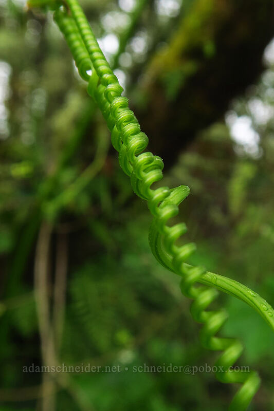 manroot tendrils (Marah oregana (Marah oreganus)) [Camassia Natural Area, West Linn, Clackamas County, Oregon]