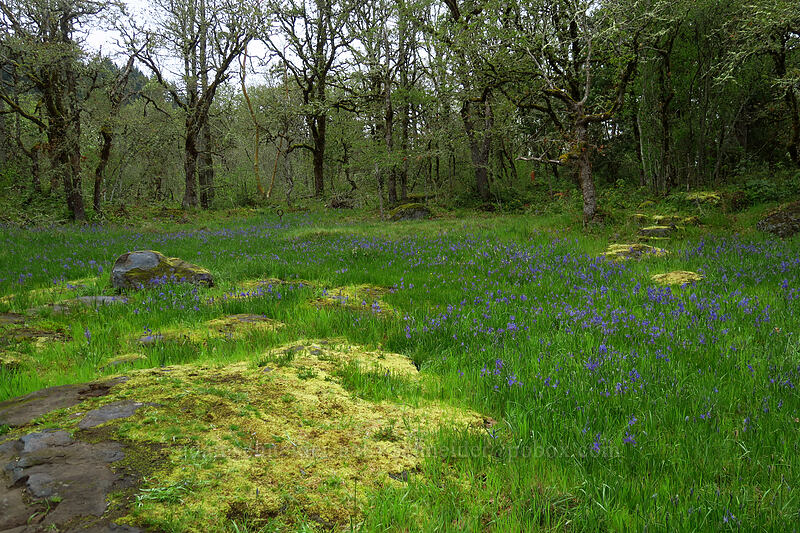 camas meadow (Camassia quamash) [Camassia Natural Area, West Linn, Clackamas County, Oregon]