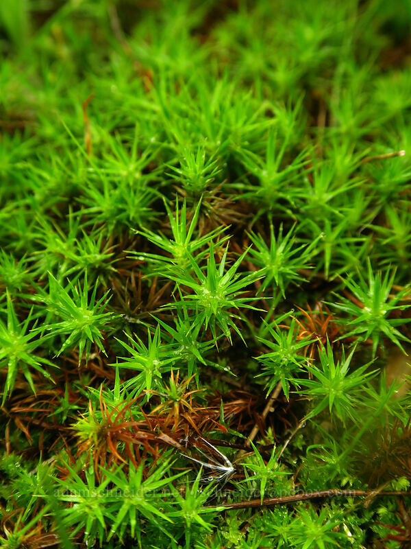 moss [Camassia Natural Area, West Linn, Clackamas County, Oregon]