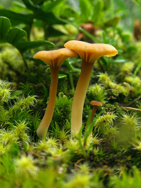 Rickenella mushrooms (Rickenella fibula (Omphalina fibula)) [Camassia Natural Area, West Linn, Clackamas County, Oregon]