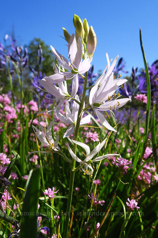 white camas (Camassia quamash) [Camassia Natural Area, West Linn, Clackamas County, Oregon]