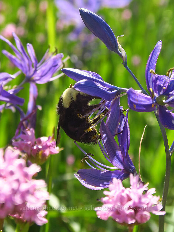 bumblebee on camas (Bombus sp., Camassia quamash) [Camassia Natural Area, West Linn, Clackamas County, Oregon]