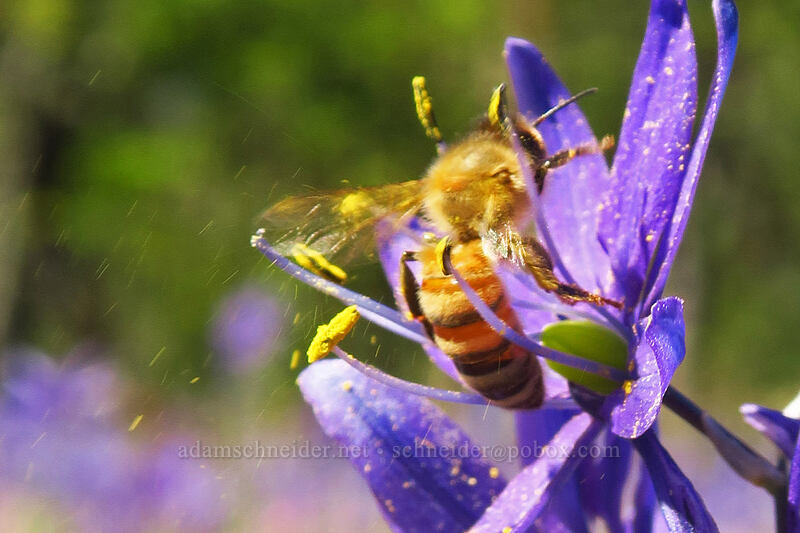 honeybee shaking off camas pollen (Apis mellifera, Camassia quamash) [Camassia Natural Area, West Linn, Clackamas County, Oregon]