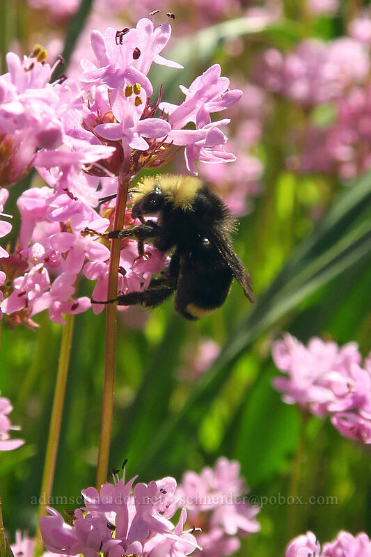 bumblebee on rosy plectritis (Bombus sp., Plectritis congesta) [Camassia Natural Area, West Linn, Clackamas County, Oregon]