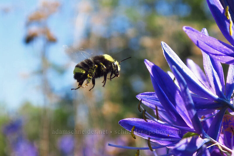 bumblebee & camas (Bombus sp., Camassia quamash) [Camassia Natural Area, West Linn, Clackamas County, Oregon]