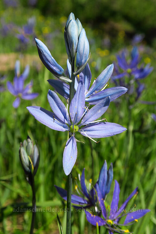 pale blue camas (Camassia quamash) [Camassia Natural Area, West Linn, Clackamas County, Oregon]