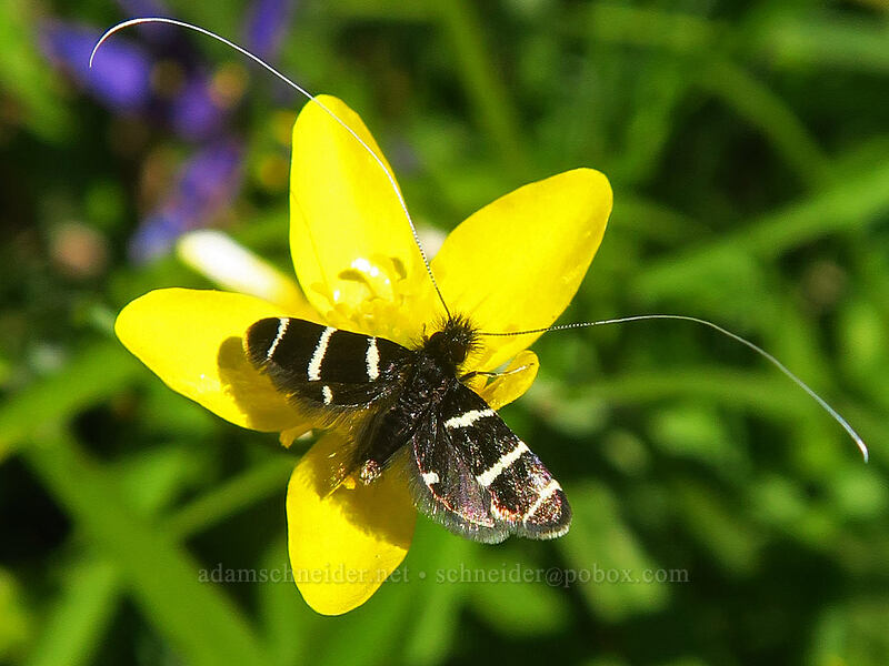 three-striped fairy moth on buttercup (Adela trigrapha, Ranunculus occidentalis) [Camassia Natural Area, West Linn, Clackamas County, Oregon]