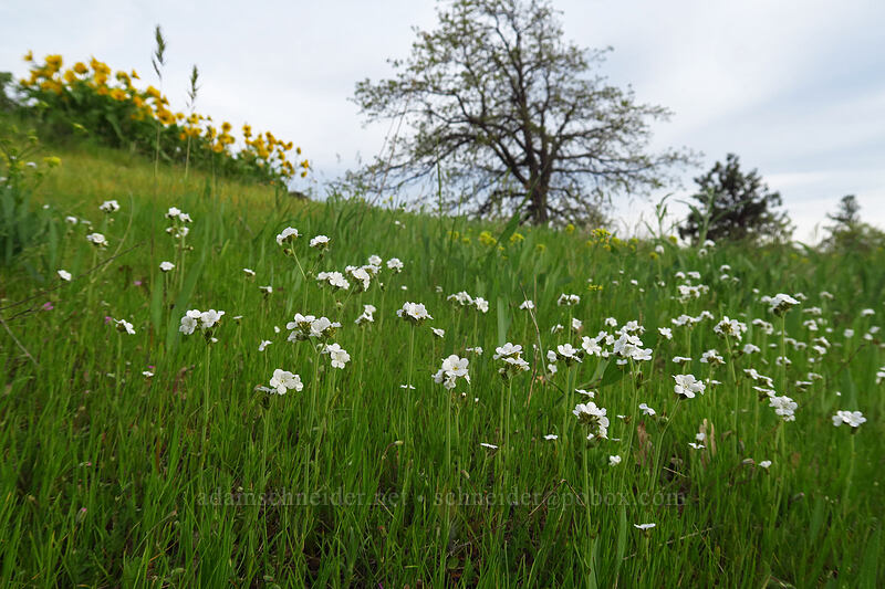 rusty popcorn flower (Plagiobothrys nothofulvus) [Chenoweth Tableland, Wasco County, Oregon]