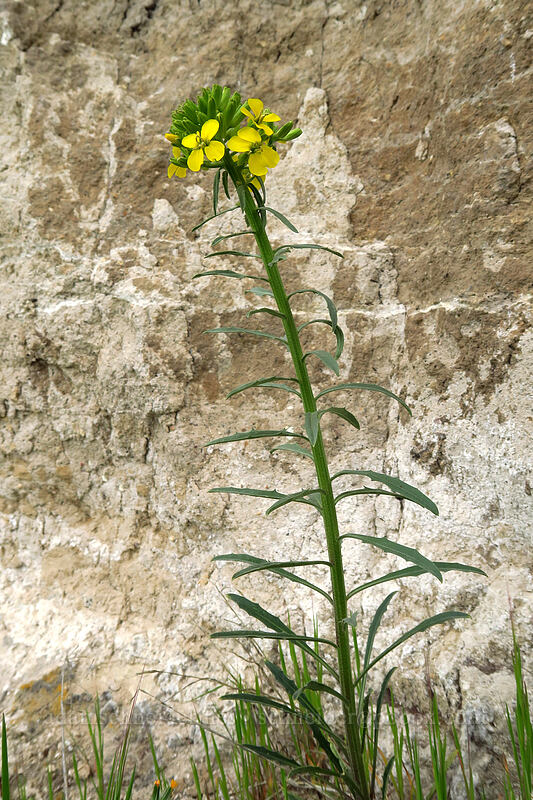 wallflower (Erysimum capitatum) [Chenoweth Tableland, Wasco County, Oregon]