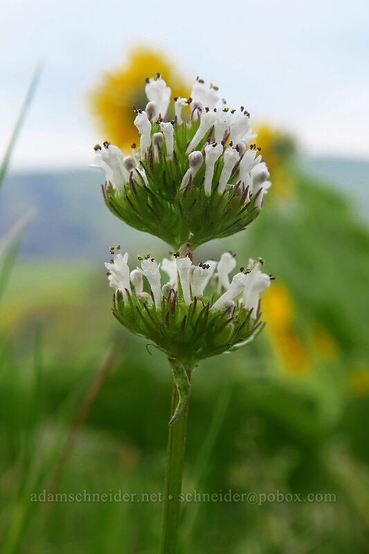 white plectritis (Plectritis macrocera) [Chenoweth Tableland, Wasco County, Oregon]