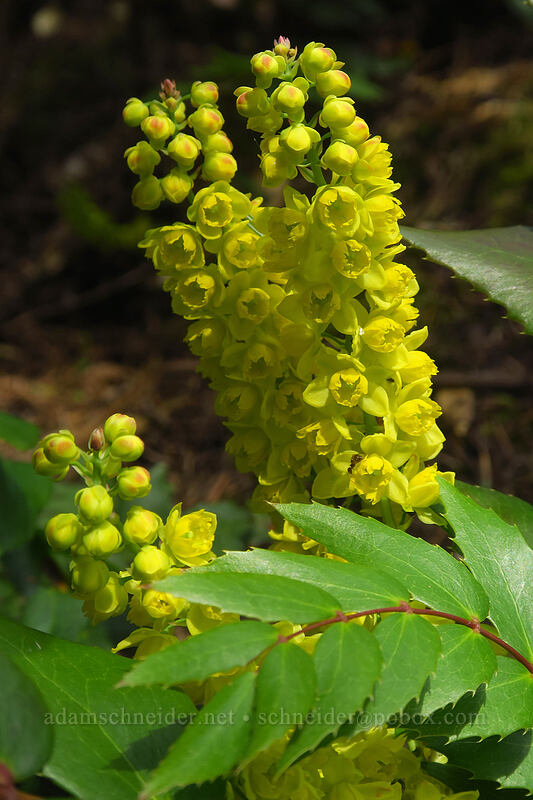 Cascade Oregon-grape flowers (Mahonia nervosa (Berberis nervosa)) [Augspurger Trail, Columbia River Gorge, Skamania County, Washington]