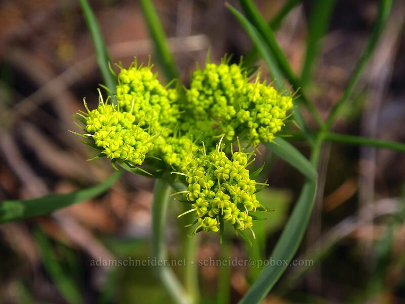 nine-leaf desert parsley (Lomatium triternatum) [Augspurger Trail, Columbia River Gorge, Skamania County, Washington]