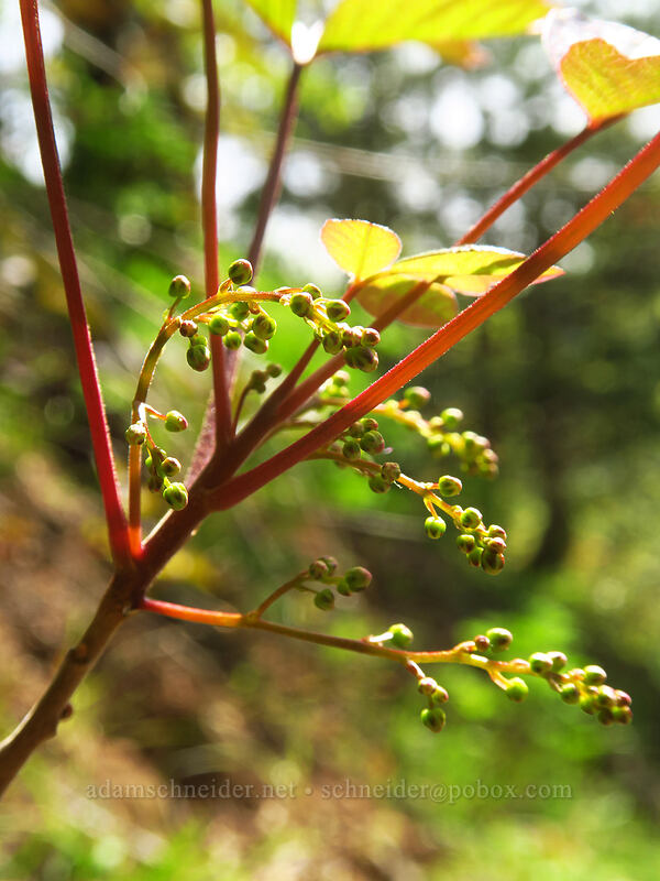 poison-oak flower buds (Toxicodendron diversilobum (Rhus diversiloba)) [Augspurger Trail, Columbia River Gorge, Skamania County, Washington]