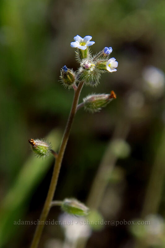 color-changing forget-me-nots (Myosotis discolor) [Augspurger Trail, Columbia River Gorge, Skamania County, Washington]