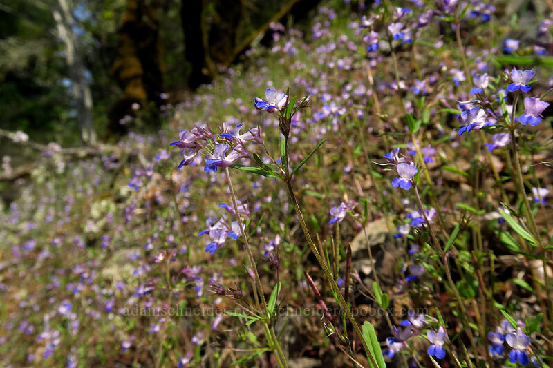 small-flowered blue-eyed-Mary (Collinsia parviflora) [Augspurger Trail, Columbia River Gorge, Skamania County, Washington]