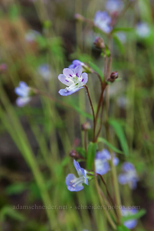 small-flowered tonella (Tonella tenella) [Augspurger Trail, Columbia River Gorge, Skamania County, Washington]
