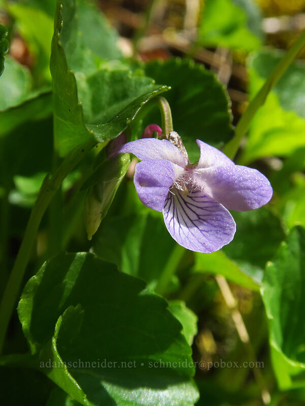 Howell's violet (Viola howellii) [Augspurger Trail, Columbia River Gorge, Skamania County, Washington]