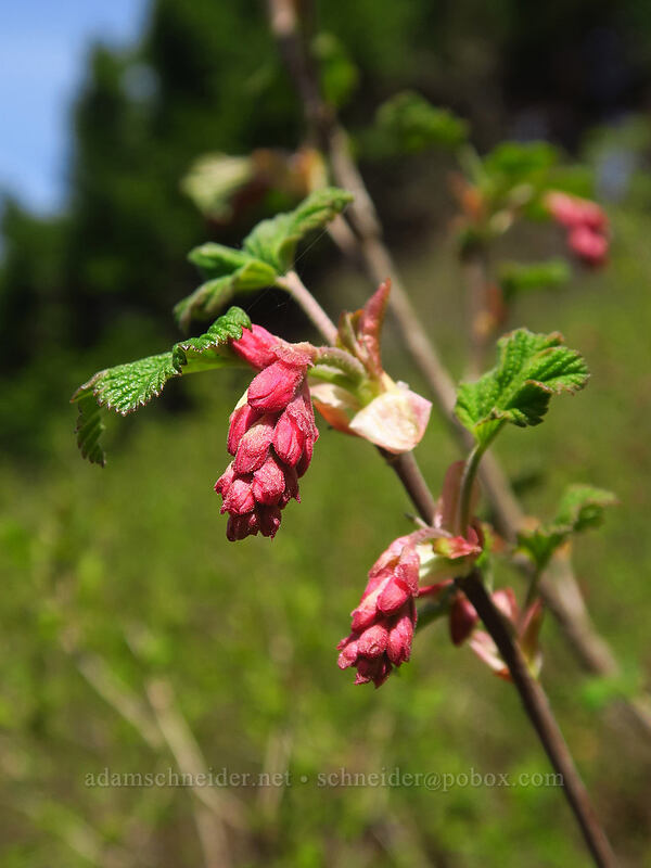 red-flowered currant (Ribes sanguineum) [Dog-Augspurger Tie Trail, Columbia River Gorge, Skamania County, Washington]