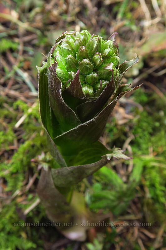 sweet coltsfoot, budding (Petasites frigidus var. palmatus) [Dog-Augspurger Tie Trail, Columbia River Gorge, Skamania County, Washington]