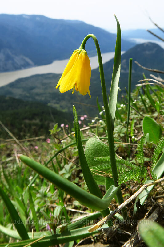 yellow bells (Fritillaria pudica) [Dog-Augspurger Tie Trail, Columbia River Gorge, Skamania County, Washington]