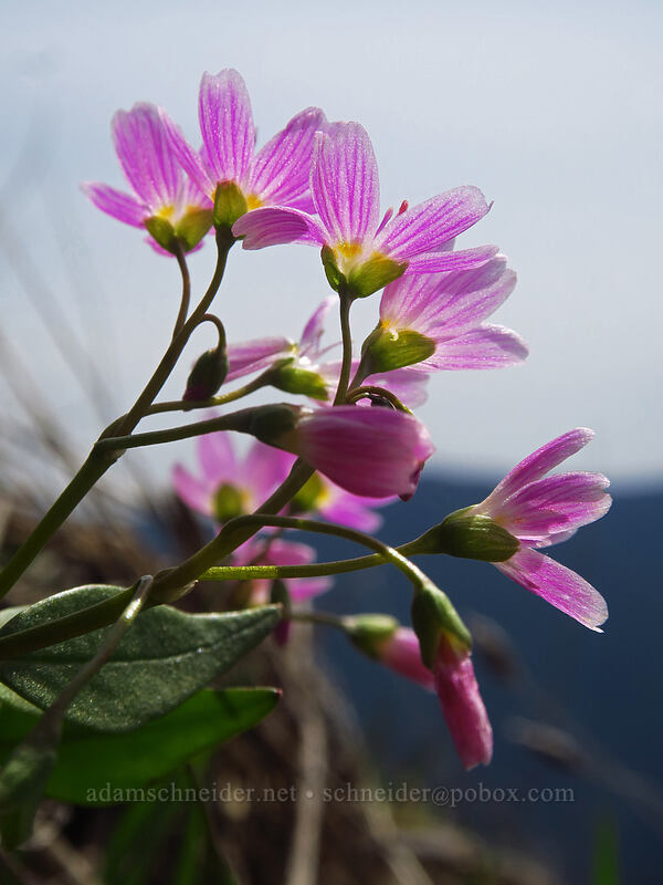 lance-leaf spring-beauty (Claytonia lanceolata) [Dog-Augspurger Tie Trail, Columbia River Gorge, Skamania County, Washington]