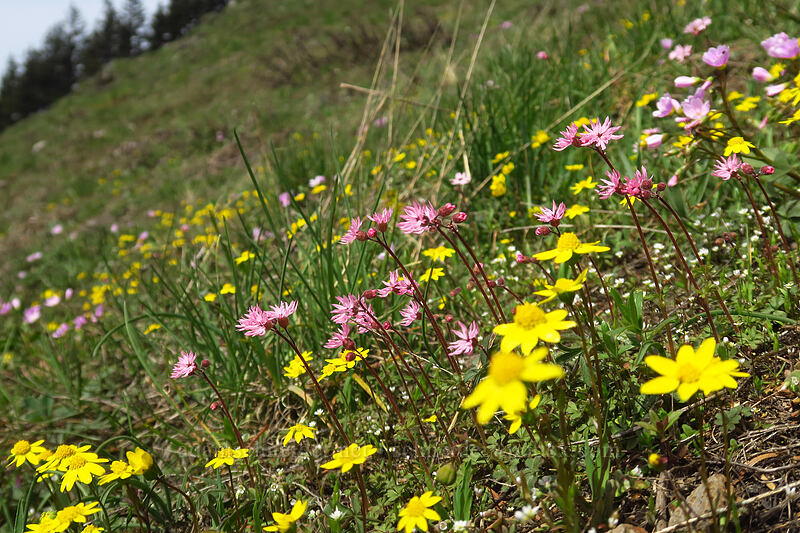 wildflowers (Crocidium multicaule, Claytonia lanceolata, Lithophragma sp.) [Dog-Augspurger Tie Trail, Columbia River Gorge, Skamania County, Washington]