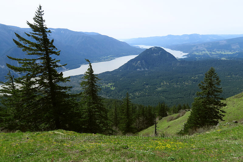 Wind Mountain & the Columbia River [Dog-Augspurger Tie Trail, Columbia River Gorge, Skamania County, Washington]
