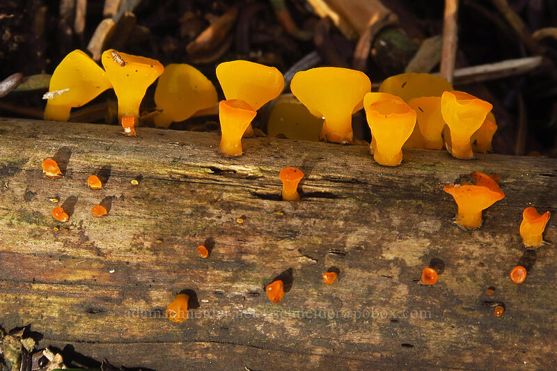 orange jelly cone fungus (Guepiniopsis alpina (Heterotextus alpinus)) [Dog Mountain summit, Columbia River Gorge, Skamania County, Washington]