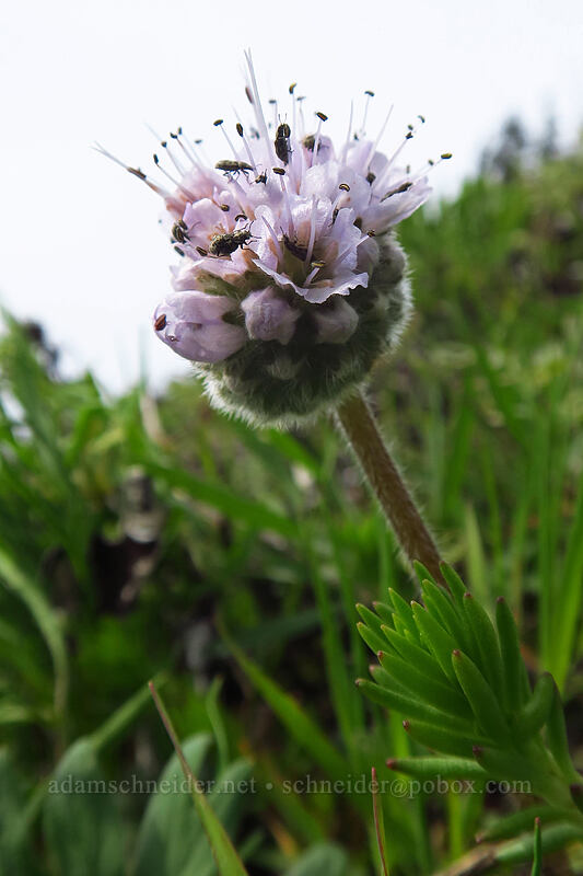 ball-head waterleaf (Hydrophyllum capitatum var. thompsonii) [Dog Mountain, Columbia River Gorge, Skamania County, Washington]