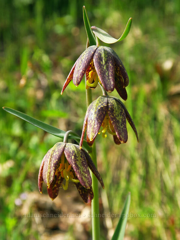 chocolate lily (Fritillaria affinis) [Dog Mountain Trail, Columbia River Gorge, Skamania County, Washington]