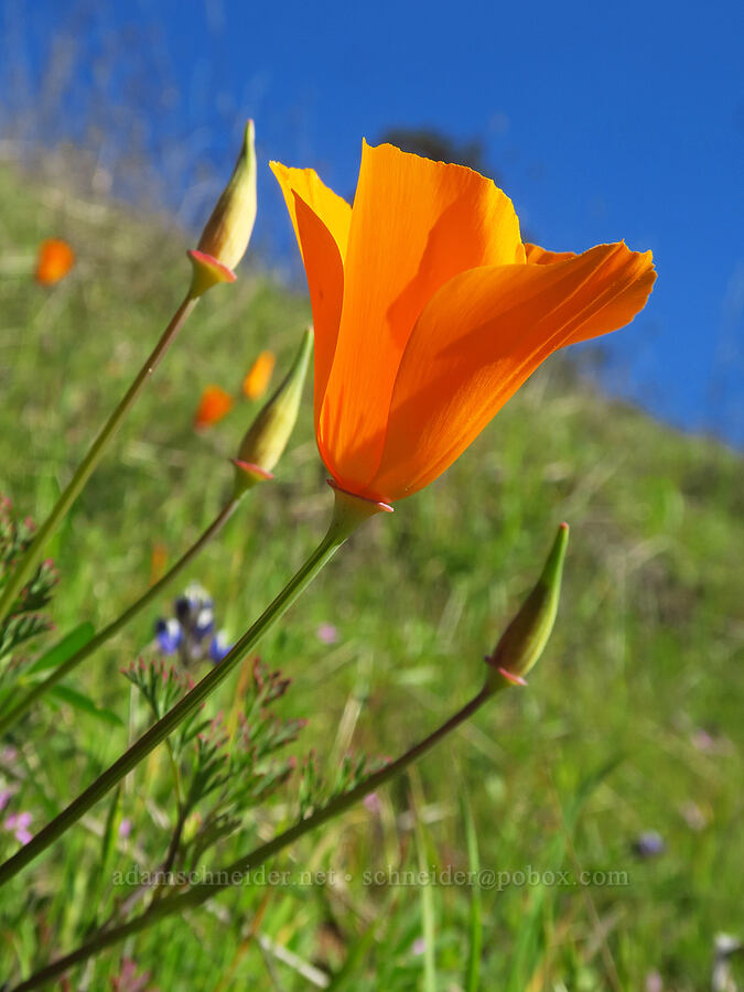 California poppies (Eschscholzia californica) [Monument Trail, Henry W. Coe State Park, Santa Clara County, California]