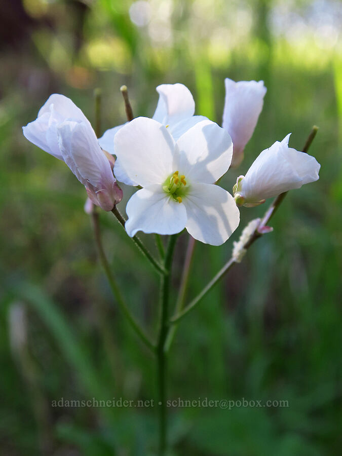 milkmaids (California toothwort) (Cardamine californica) [Monument Trail, Henry W. Coe State Park, Santa Clara County, California]