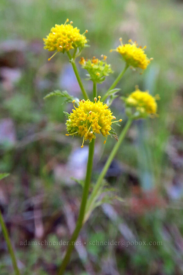 common lomatium (Lomatium utriculatum) [Hobbs Road, Henry W. Coe State Park, Santa Clara County, California]