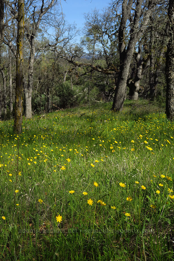 California buttercups (Ranunculus californicus) [Hobbs Road, Henry W. Coe State Park, Santa Clara County, California]