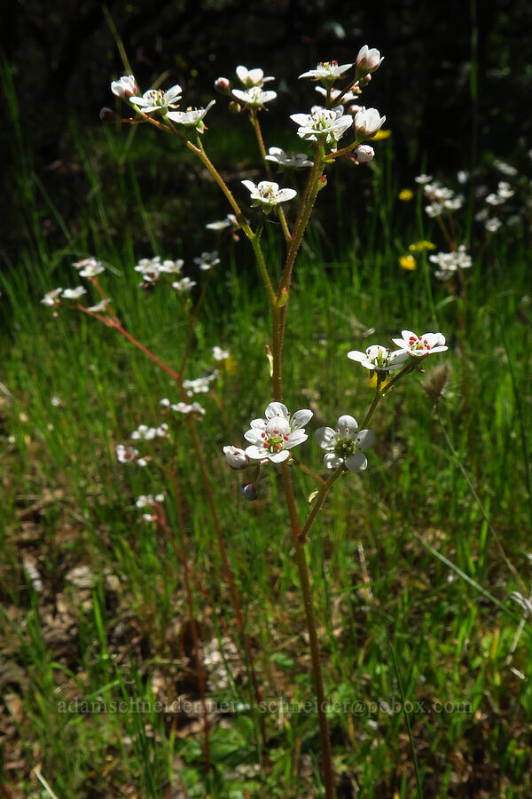 California saxifrage (Micranthes californica (Saxifraga californica)) [Hobbs Road, Henry W. Coe State Park, Santa Clara County, California]