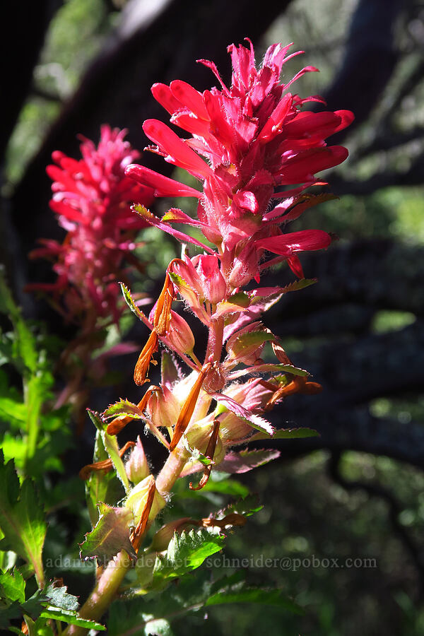 warrior's-plume lousewort (Pedicularis densiflora) [Hobbs Road, Henry W. Coe State Park, Santa Clara County, California]