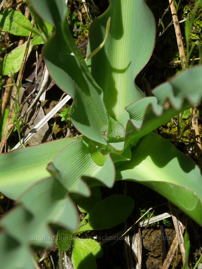 soap plant leaves (Chlorogalum pomeridianum) [Flat Frog Trail, Henry W. Coe State Park, Santa Clara County, California]