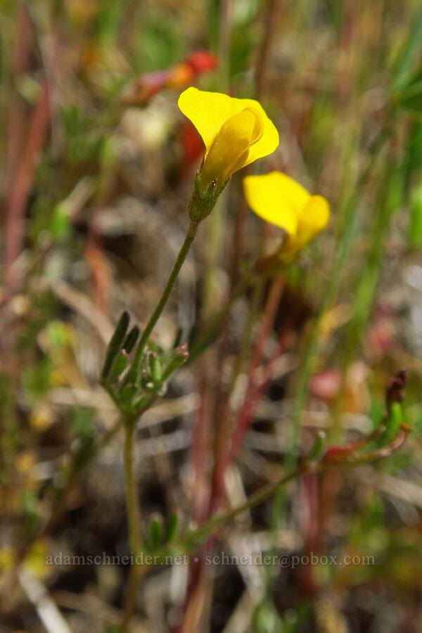 Bishop's lotus (Ottleya strigosa (Acmispon strigosus)) [Flat Frog Trail, Henry W. Coe State Park, Santa Clara County, California]