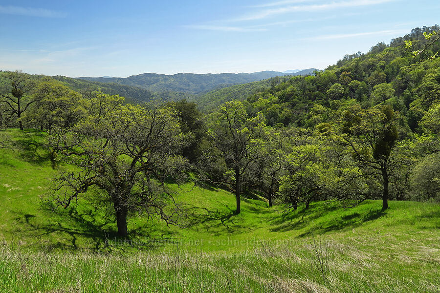 spring greens [Flat Frog Trail, Henry W. Coe State Park, Santa Clara County, California]