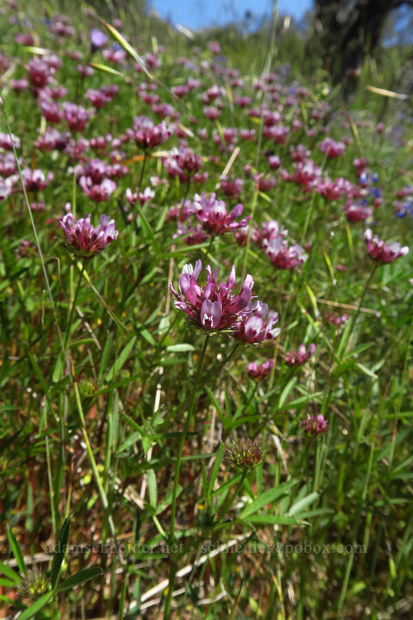 tomcat clover (Trifolium willdenovii) [Springs Trail, Henry W. Coe State Park, Santa Clara County, California]