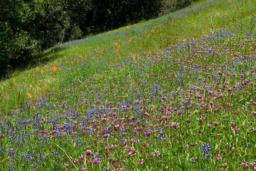 wildflowers (Trifolium willdenovii, Lupinus sp., Eschscholzia californica) [Springs Trail, Henry W. Coe State Park, Santa Clara County, California]