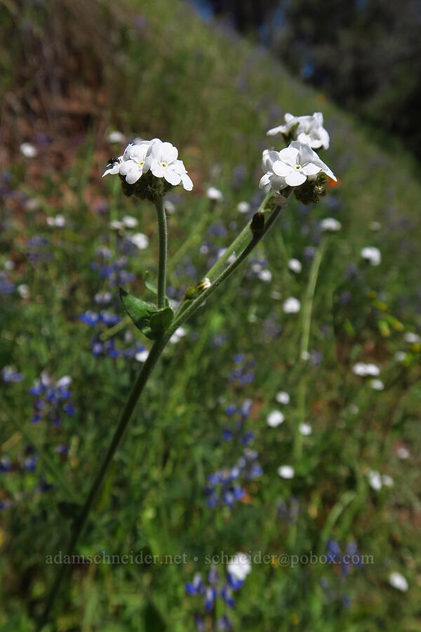 rusty popcorn flower (Plagiobothrys nothofulvus) [Springs Trail, Henry W. Coe State Park, Santa Clara County, California]