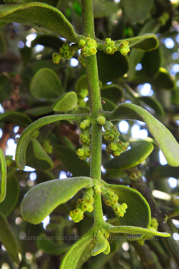 oak mistletoe flowers (Phoradendron leucarpum ssp. tomentosum) [Springs Trail, Henry W. Coe State Park, Santa Clara County, California]