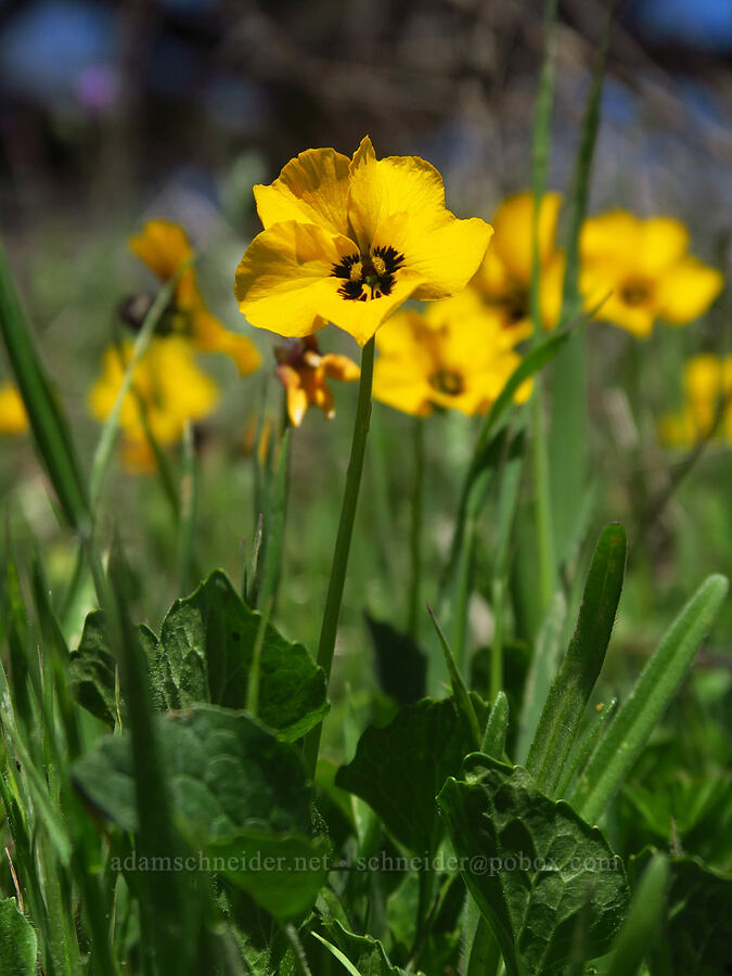 California violets (Viola pedunculata) [Springs Trail, Henry W. Coe State Park, Santa Clara County, California]