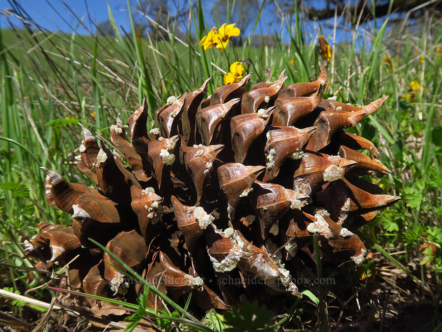 gray pine cone (Pinus sabiniana) [Springs Trail, Henry W. Coe State Park, Santa Clara County, California]