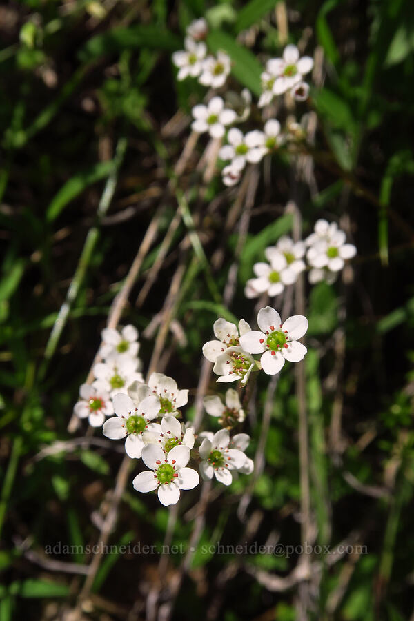 California saxifrage (Micranthes californica (Saxifraga californica)) [Forest Trail, Henry W. Coe State Park, Santa Clara County, California]