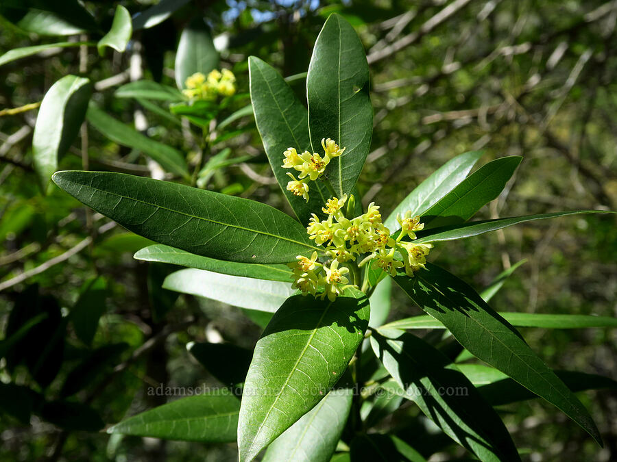 California bay flowers (Umbellularia californica) [Forest Trail, Henry W. Coe State Park, Santa Clara County, California]