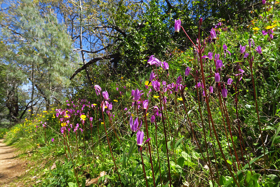 Padre's shooting stars (Dodecatheon clevelandii (Primula clevelandii)) [Forest Trail, Henry W. Coe State Park, Santa Clara County, California]