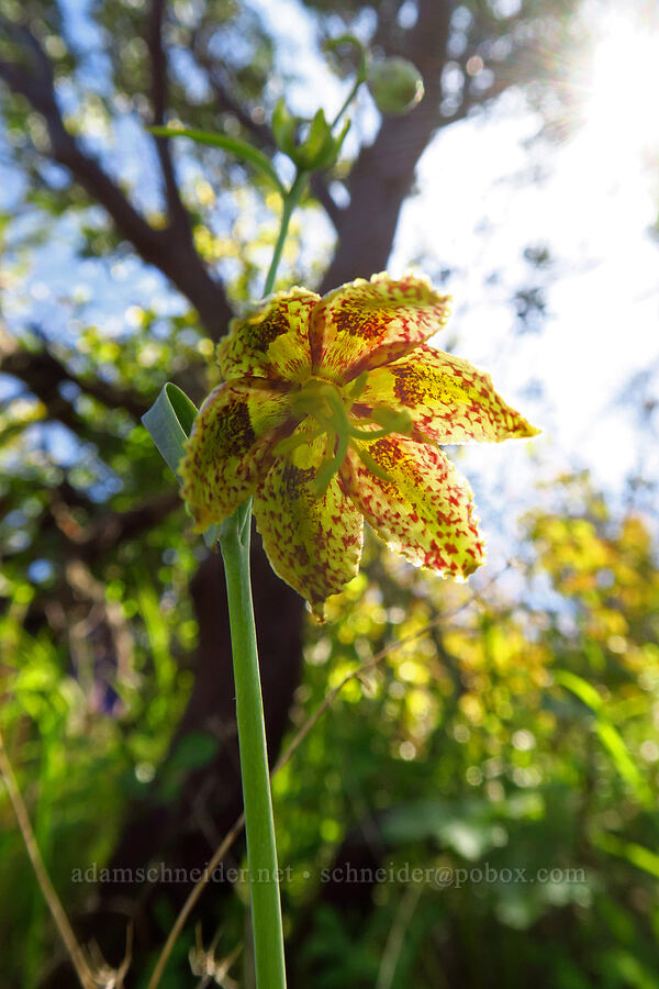 chocolate lily (Fritillaria affinis) [Forest Trail, Henry W. Coe State Park, Santa Clara County, California]