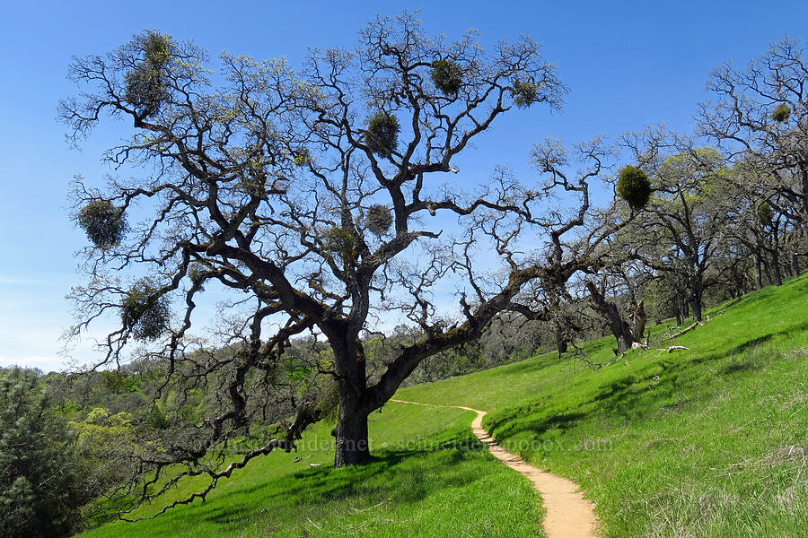 oak tree & mistletoe (Quercus sp., Phoradendron leucarpum) [Corral Trail, Henry W. Coe State Park, Santa Clara County, California]